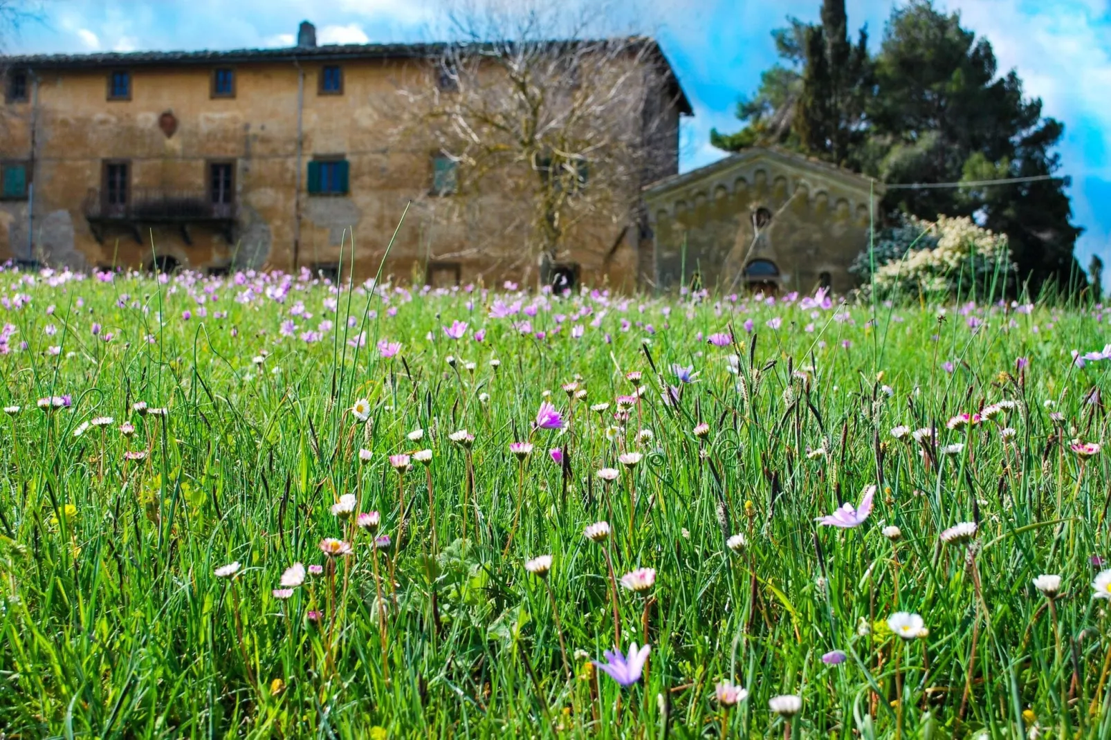 Cardellino-Exterior summer