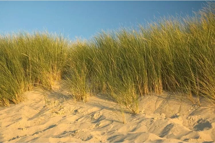 Charming Beveland-Areas summer 5km