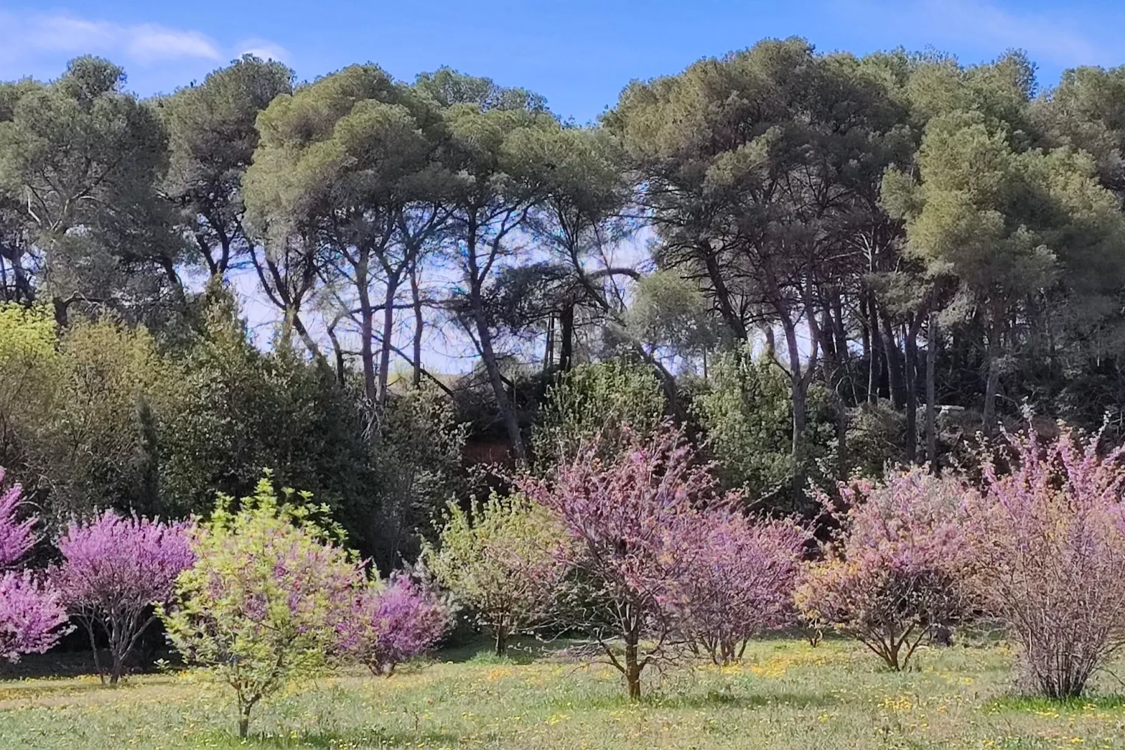 LA BOUSCADE MASTER & GUEST-Gardens summer