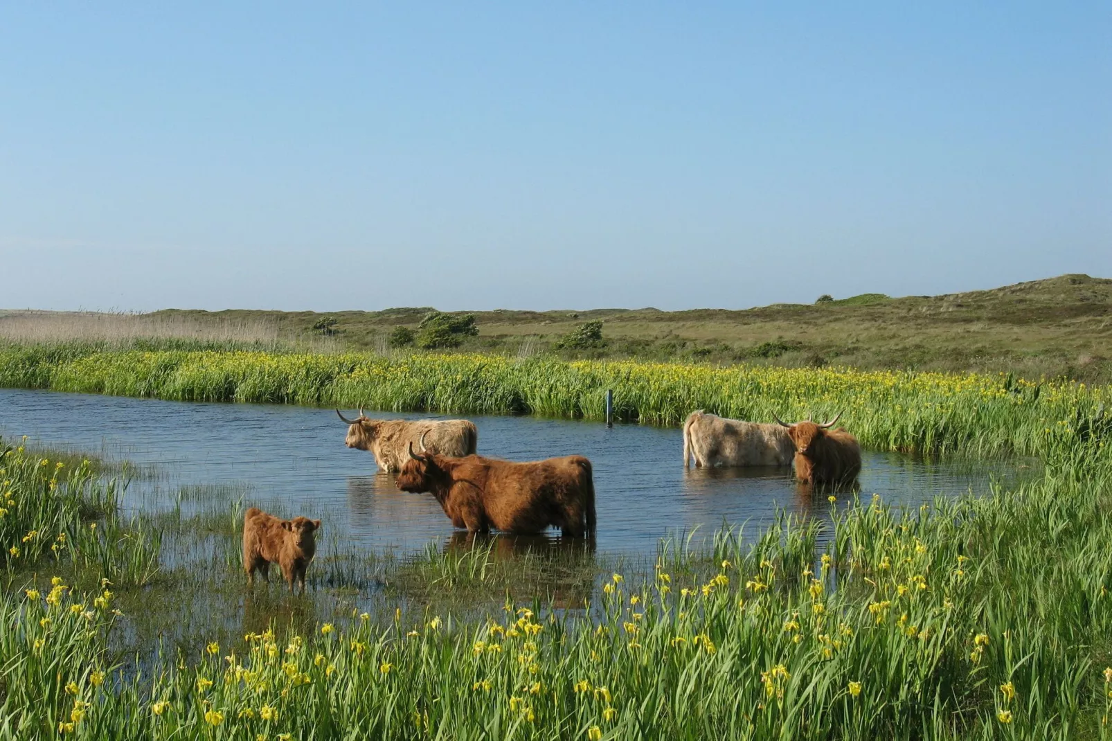 Vakantiepark Loodsmansduin 2-Areas summer 5km