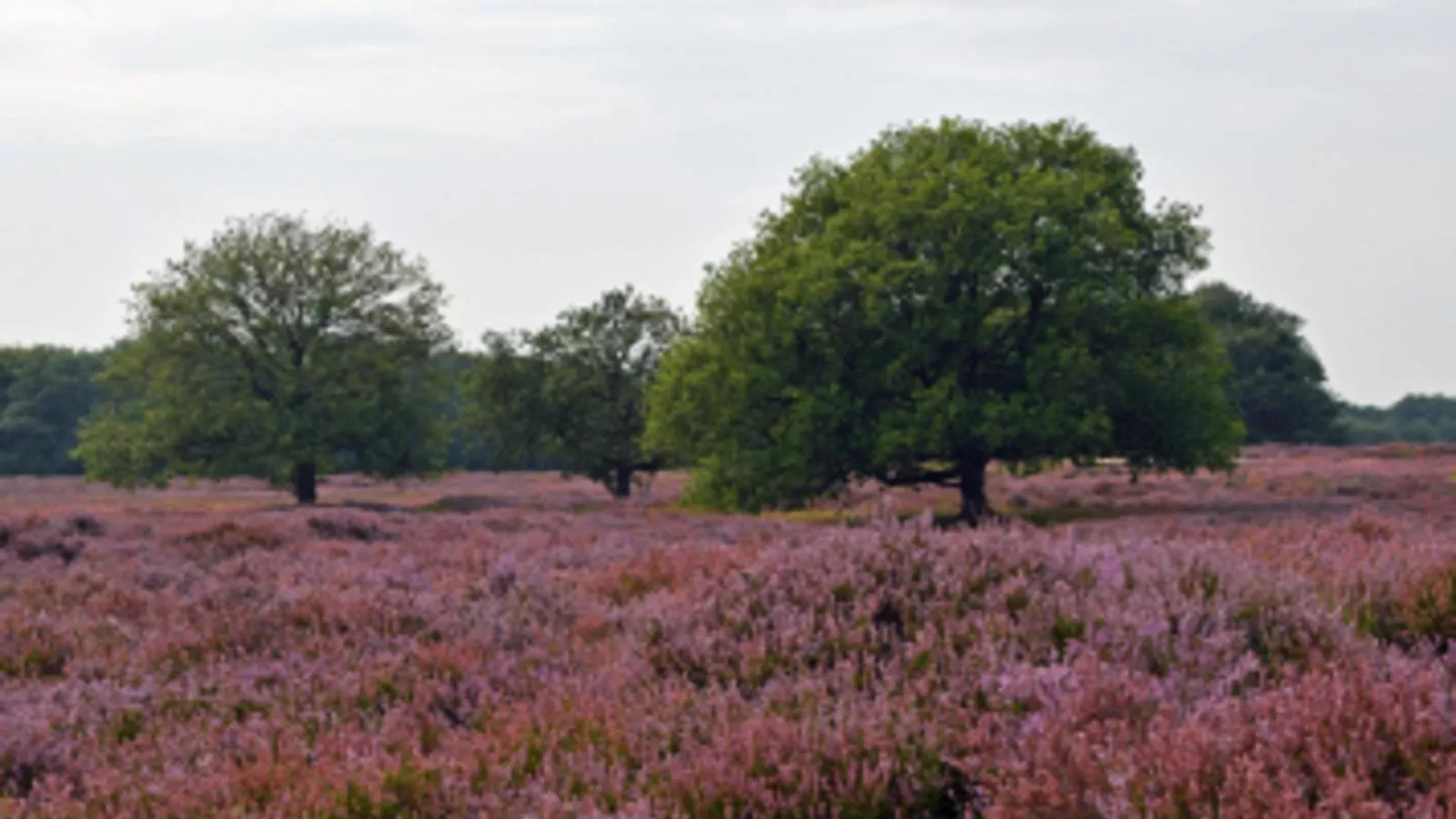 De Ceder-Areas summer 5km
