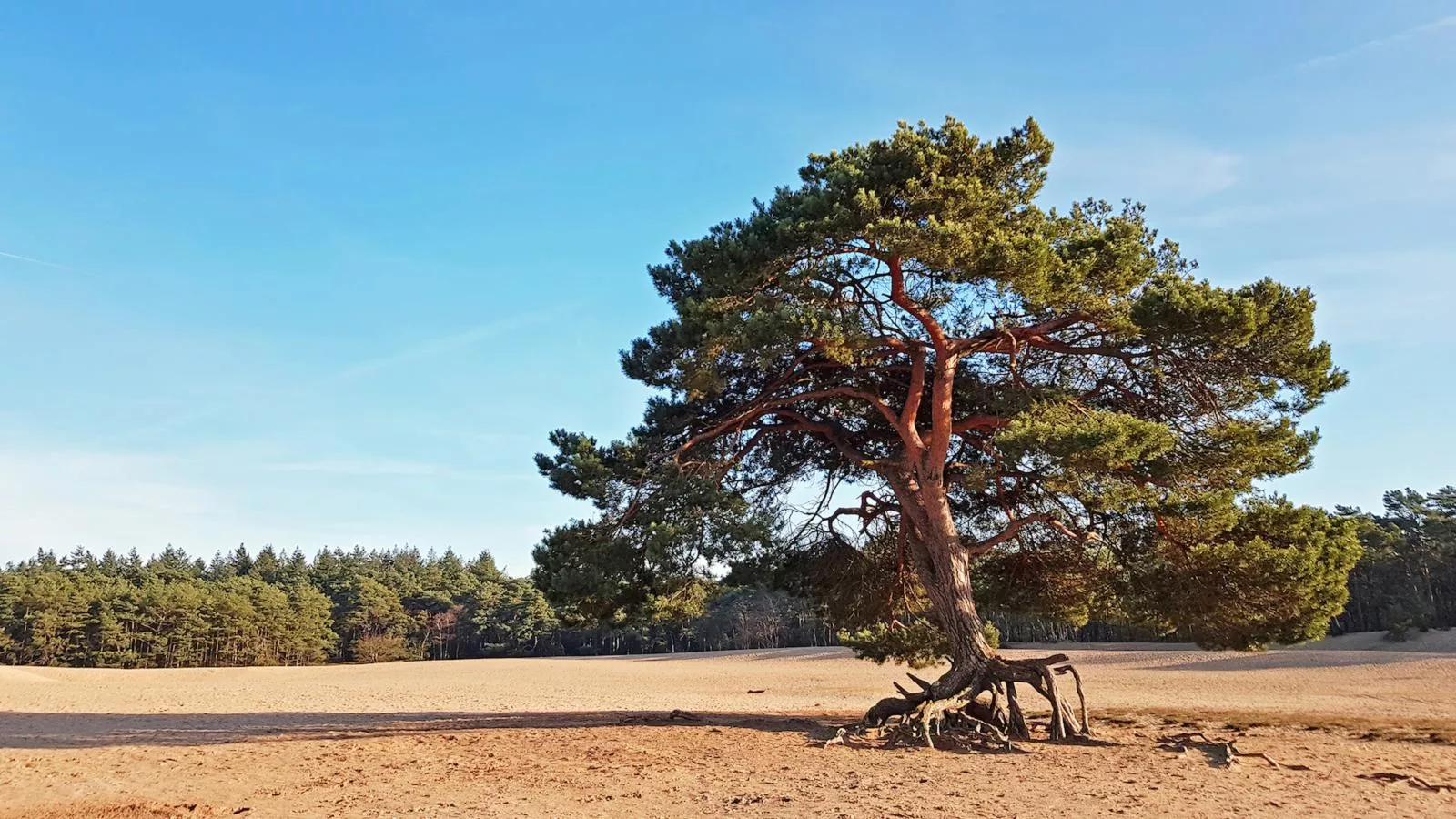 De Ceder-Areas summer 5km