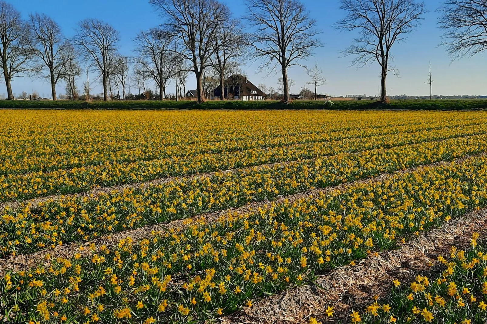 De Pauwenhof-View summer