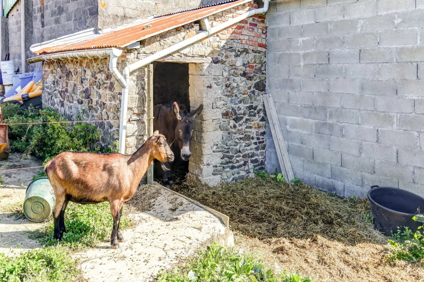 Maison de vacances - BRAINVILLE-Gärten Sommer