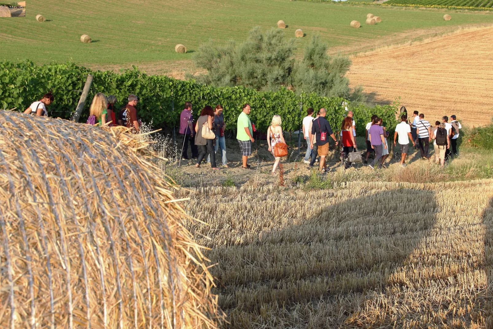 Campo Quattro-Areas summer 1km