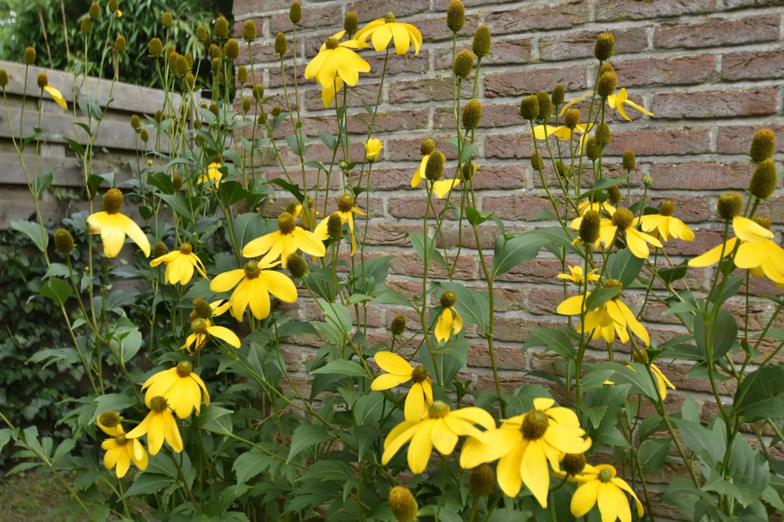 Morgenster-Gardens summer