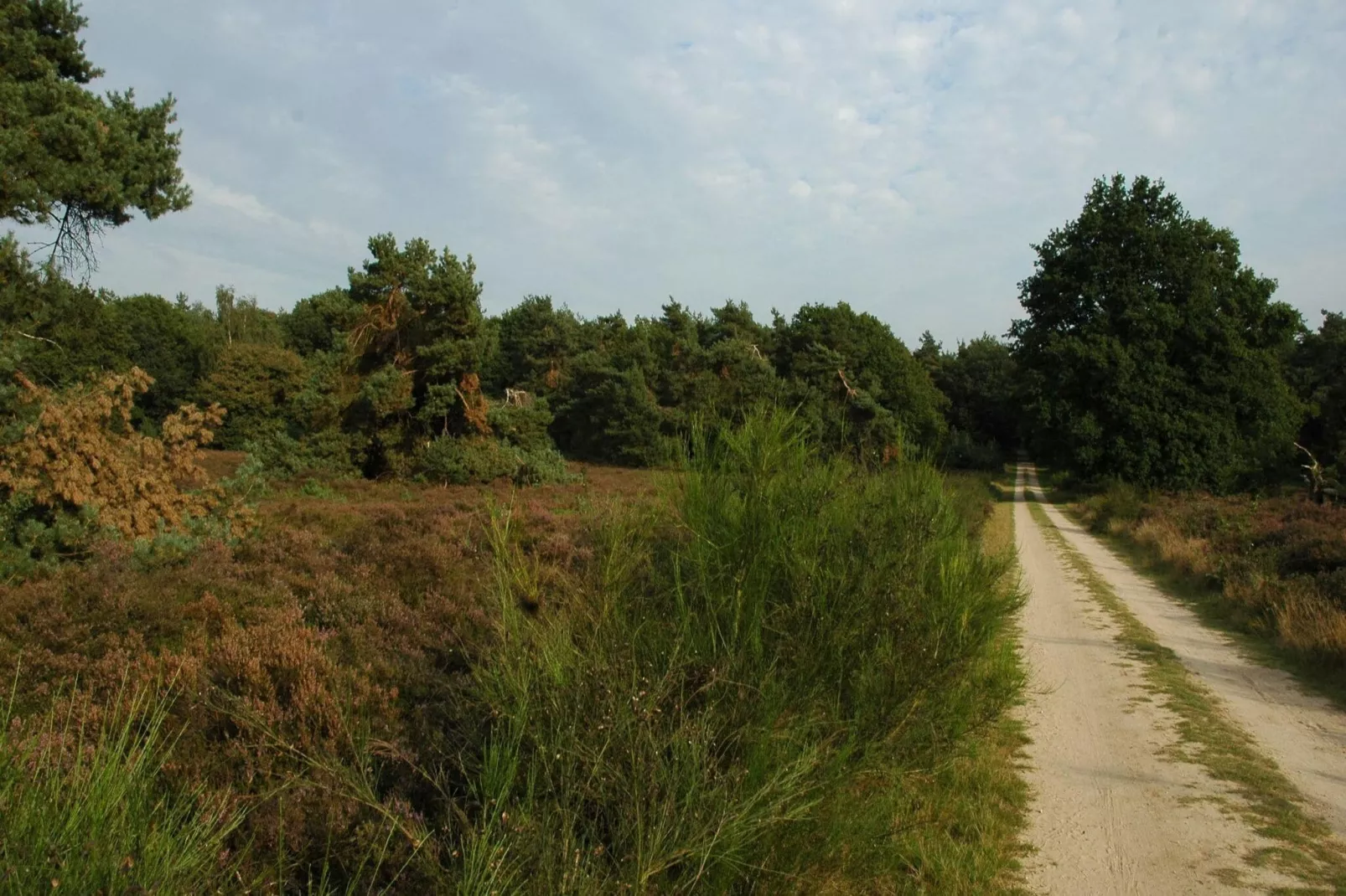 Chalet Kieftveen Voorthuizen II 4 pax -817-Areas summer 1km