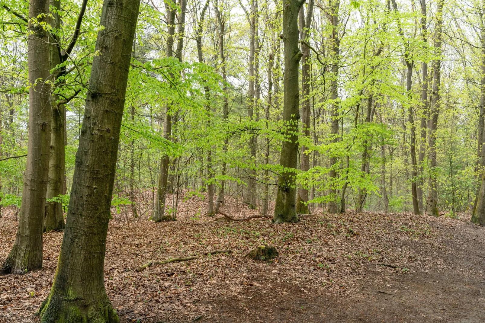 Chalet Kieftveen Voorthuizen II 4 pax -817-Area winter 1km