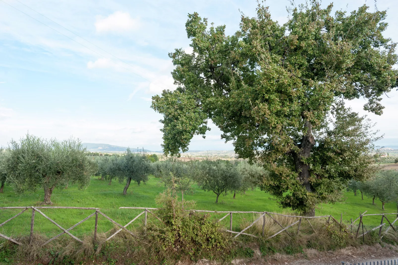 Sangiovese-Gardens summer