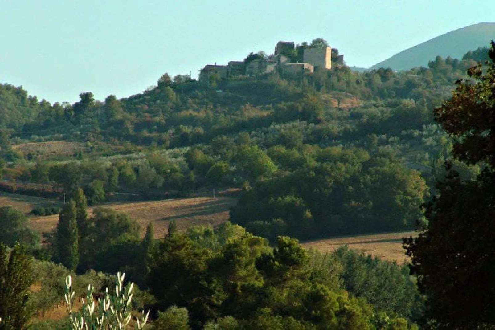 Sangiovese-Areas summer 1km