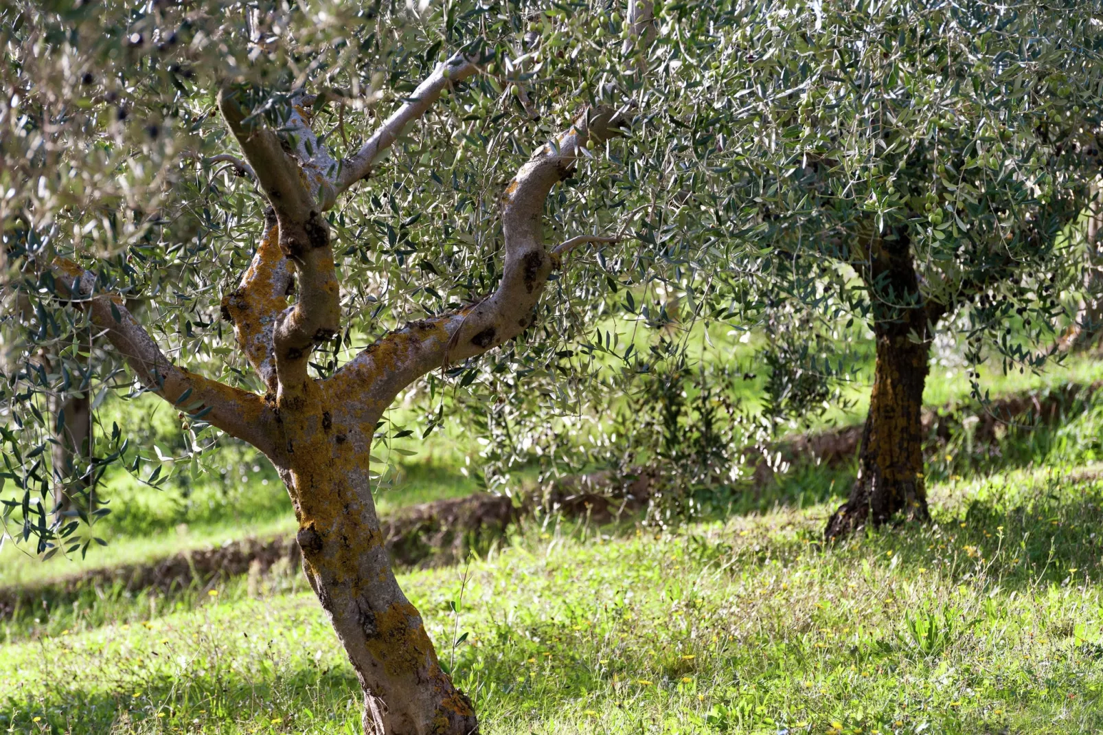 Sangiovese-Areas summer 1km
