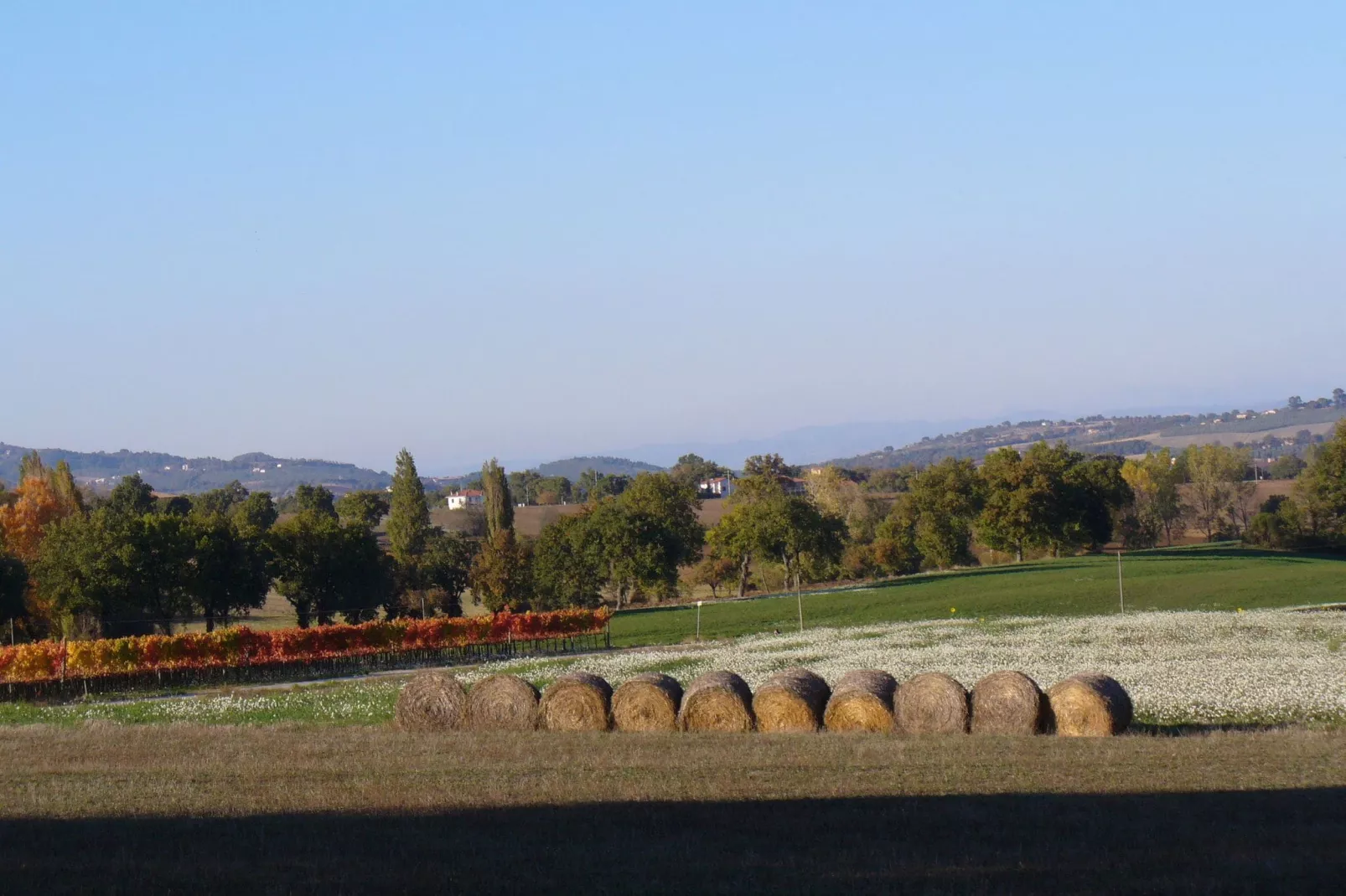 Sangiovese-Areas summer 5km