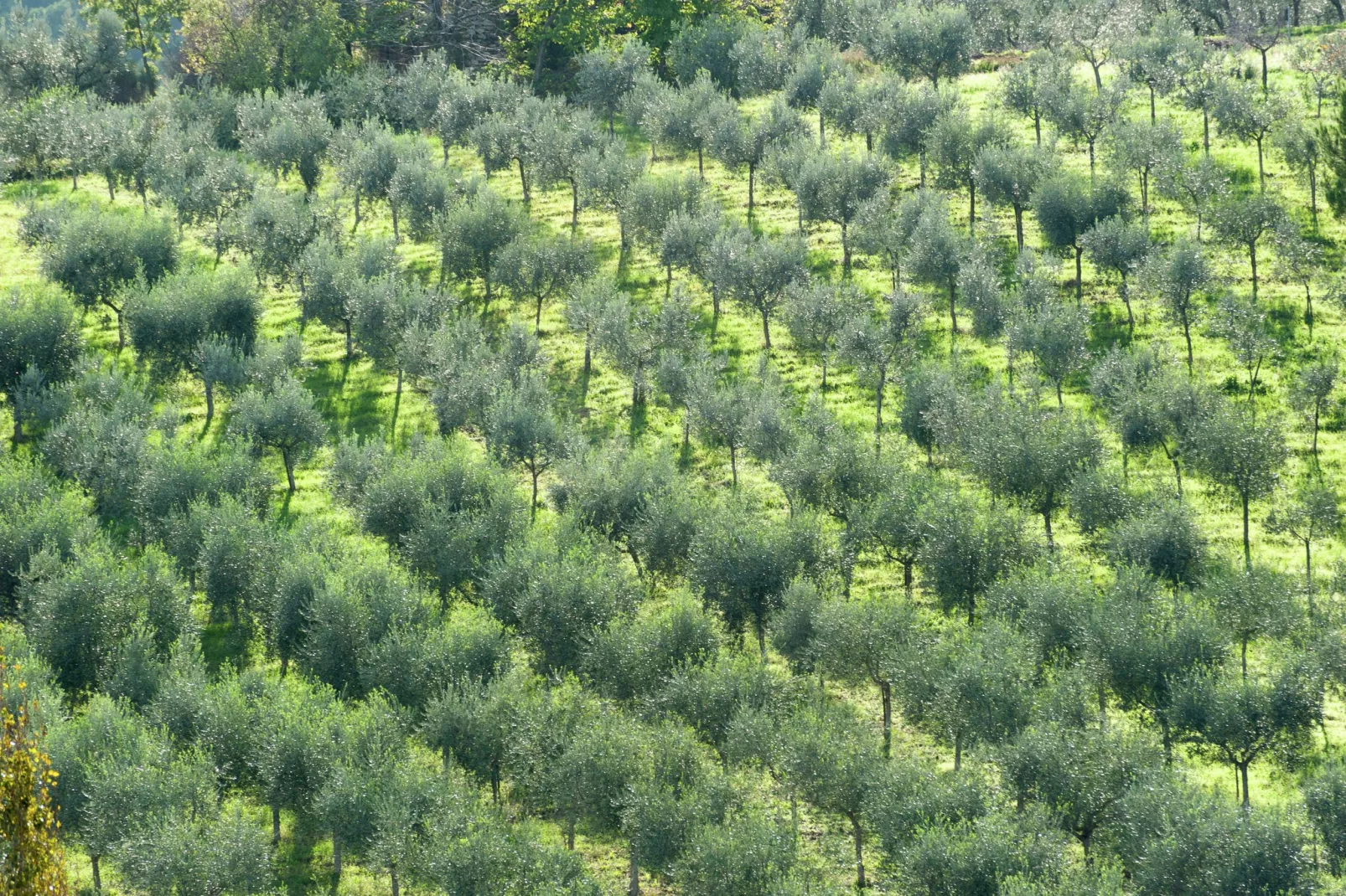 Sangiovese-Areas summer 5km