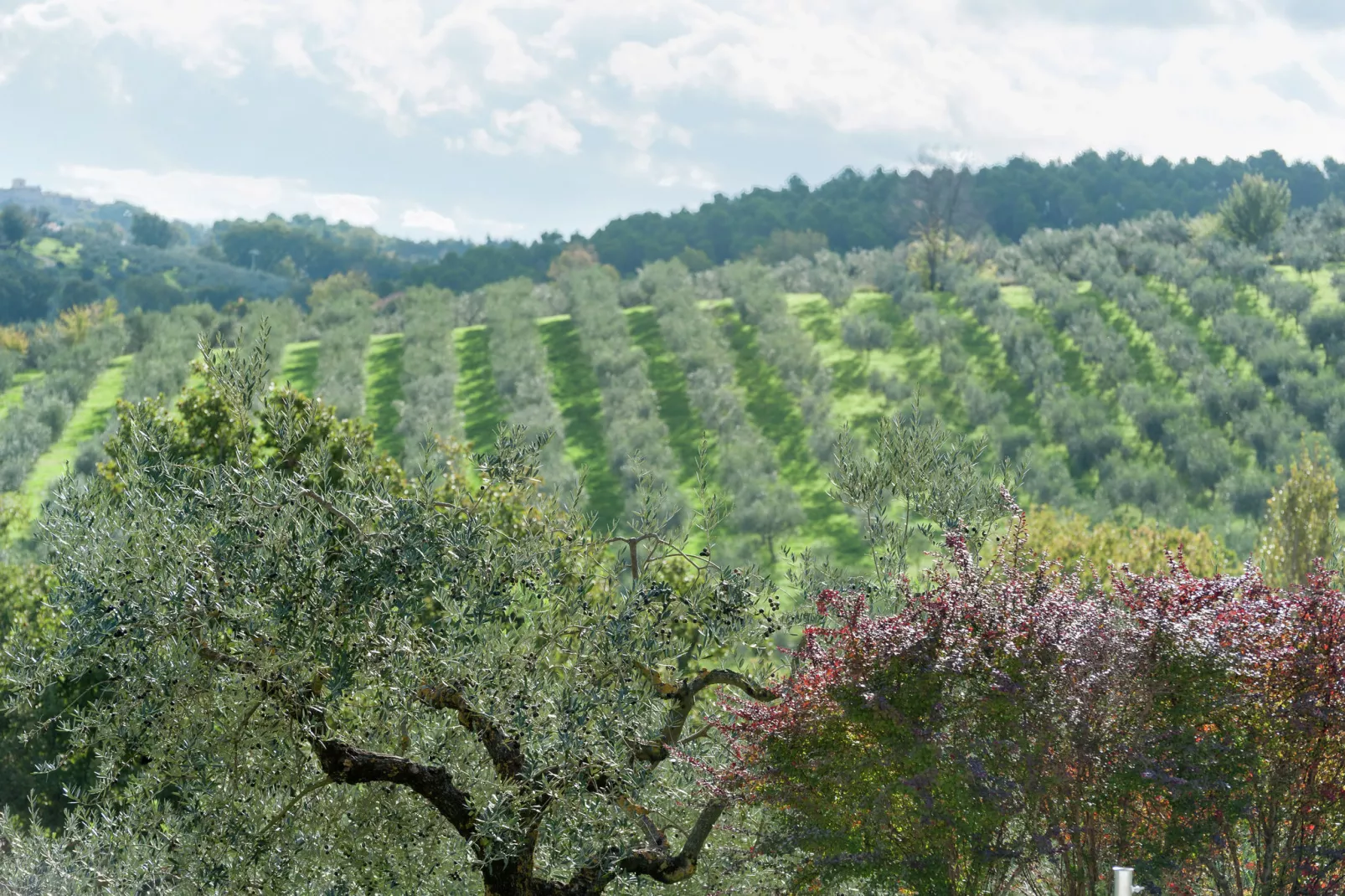 Sangiovese-Areas summer 5km