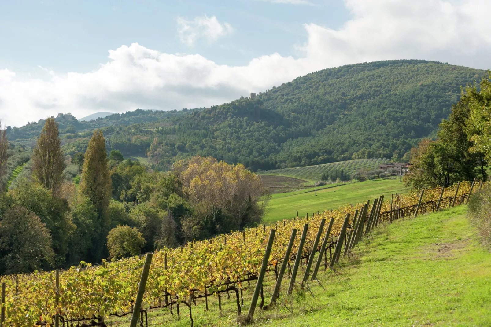 Sangiovese-Areas summer 20km