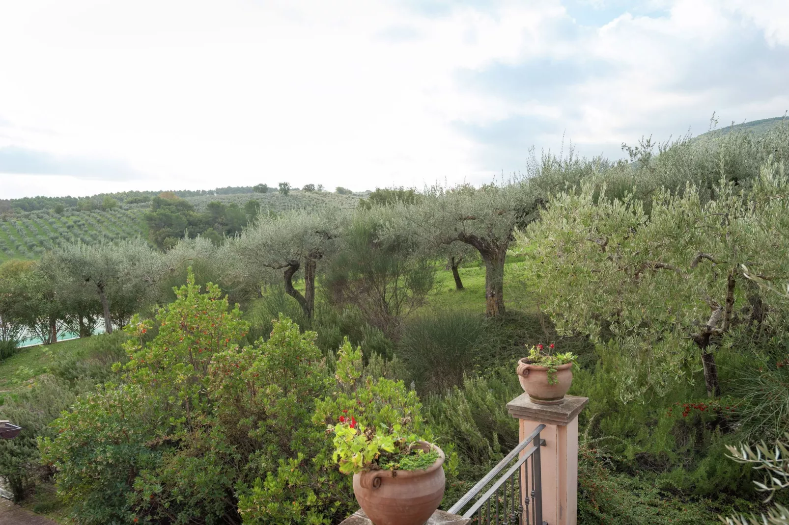 Sangiovese-View summer