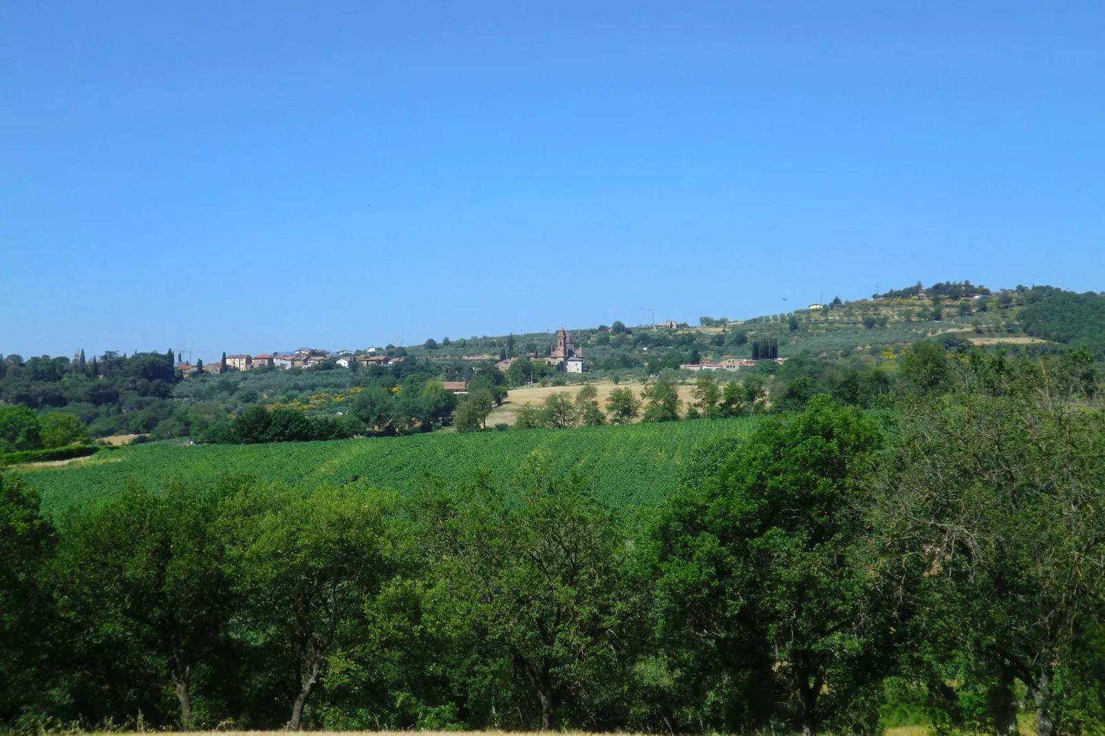 Lavanda-Areas summer 1km