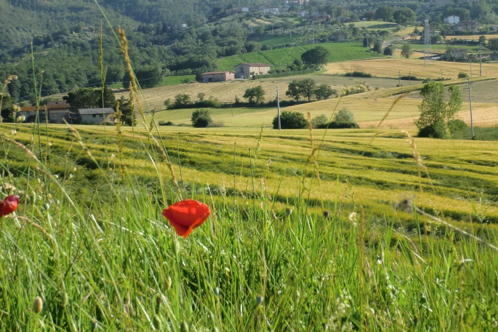 Lavanda-Areas summer 1km