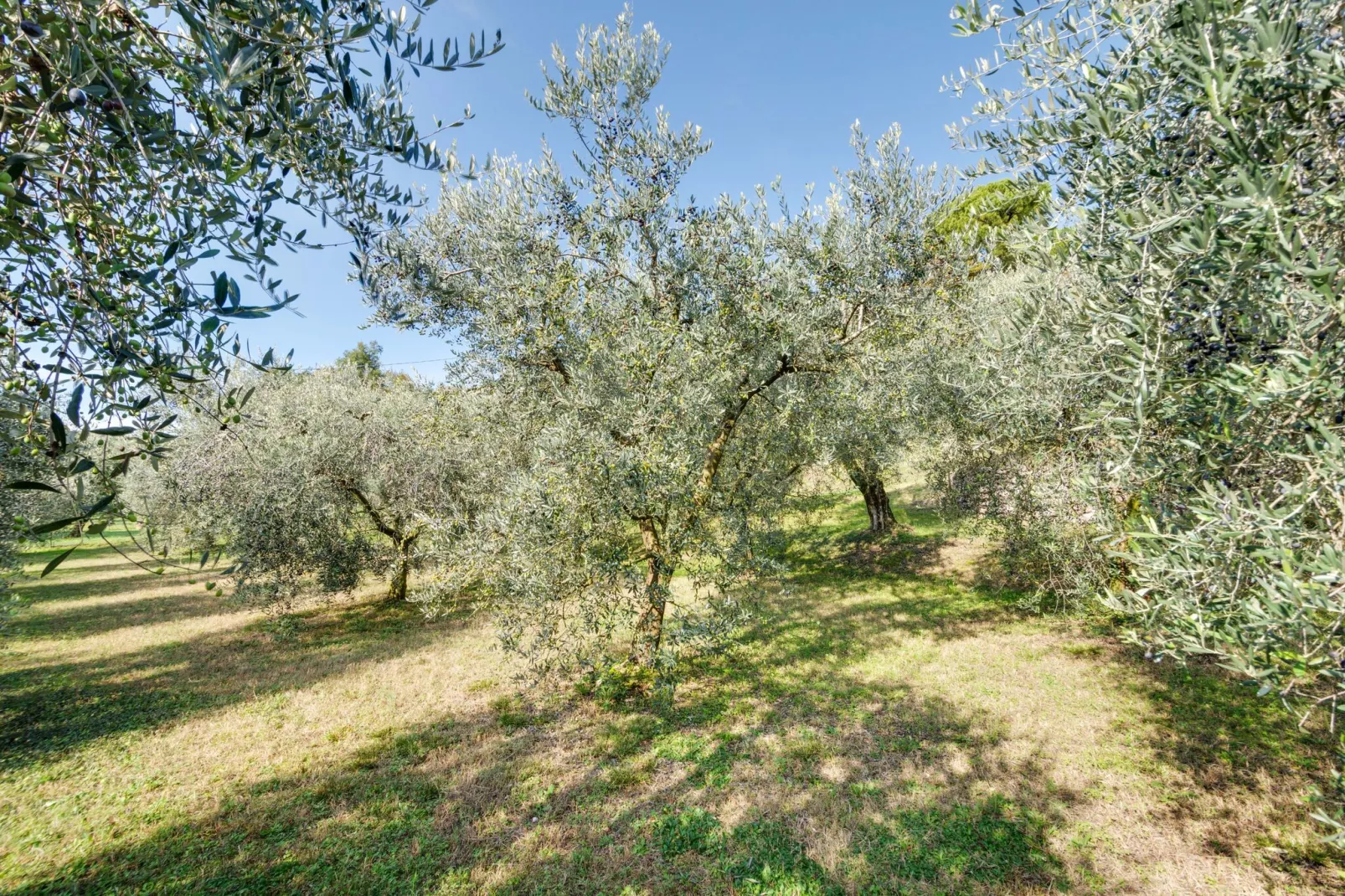 Villa Pozzol-Gardens summer