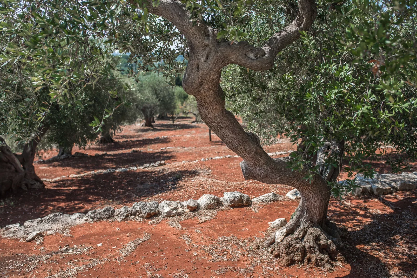 Luxury Trullo Termetrio in Cisternino-Gardens summer