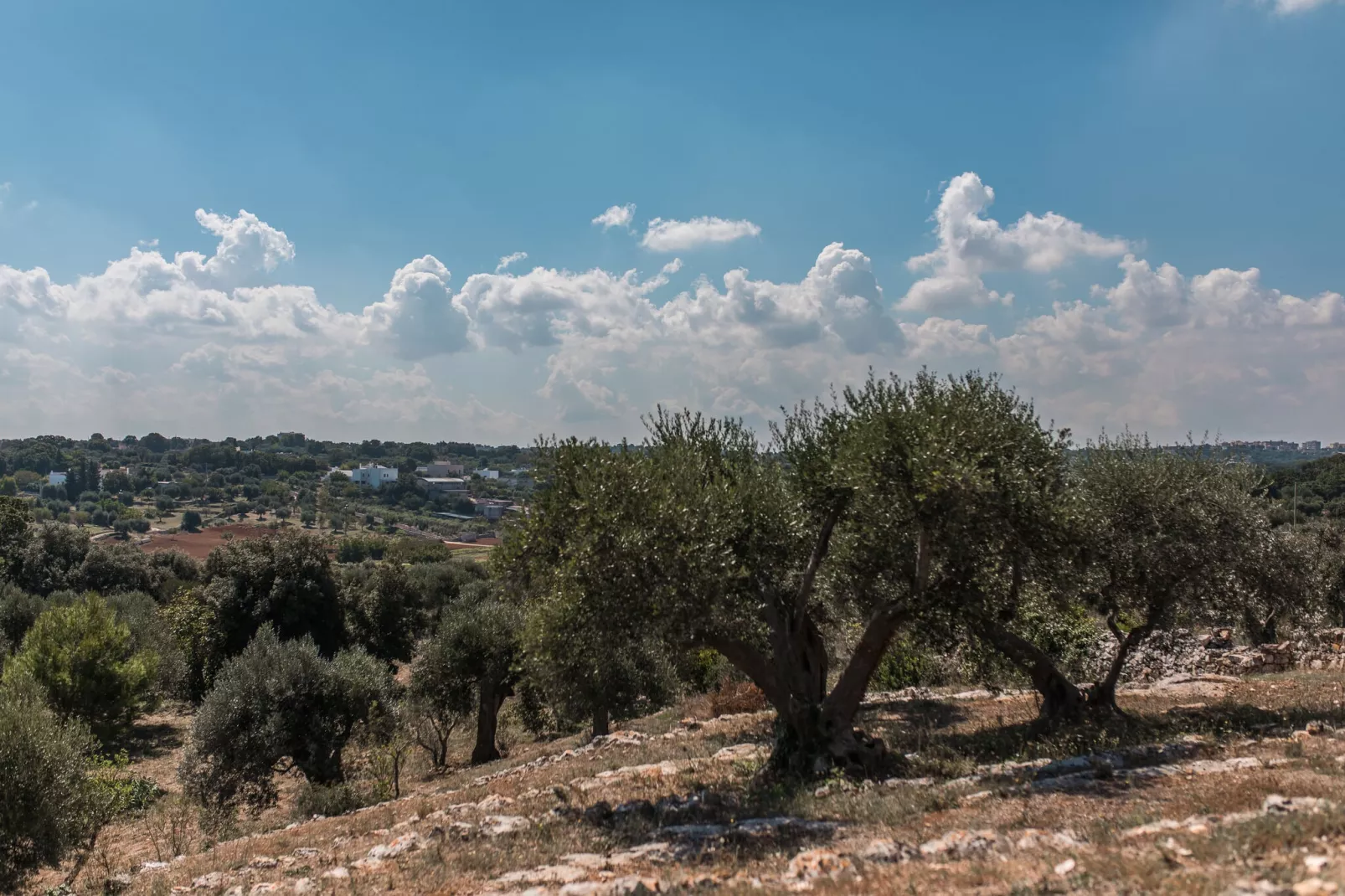 Luxury Trullo Termetrio in Cisternino-View summer