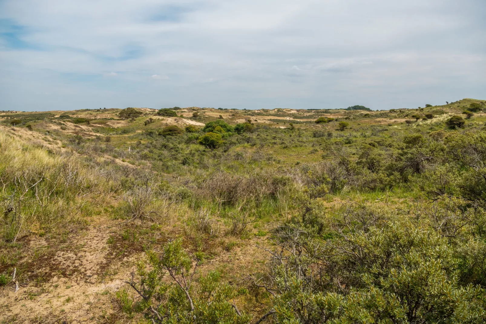 Noordwijkse Duinen 13-Areas summer 5km