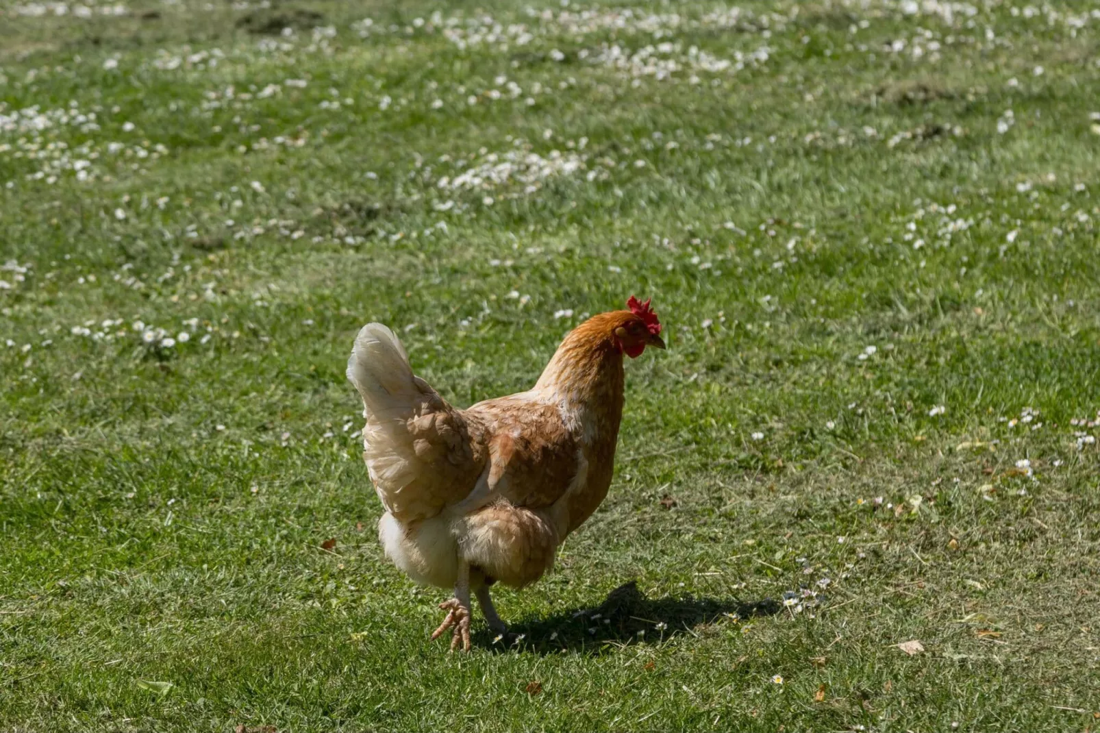 Familiehuis - Lepelstraat 18AB  Vrouwenpolder-Ambiente