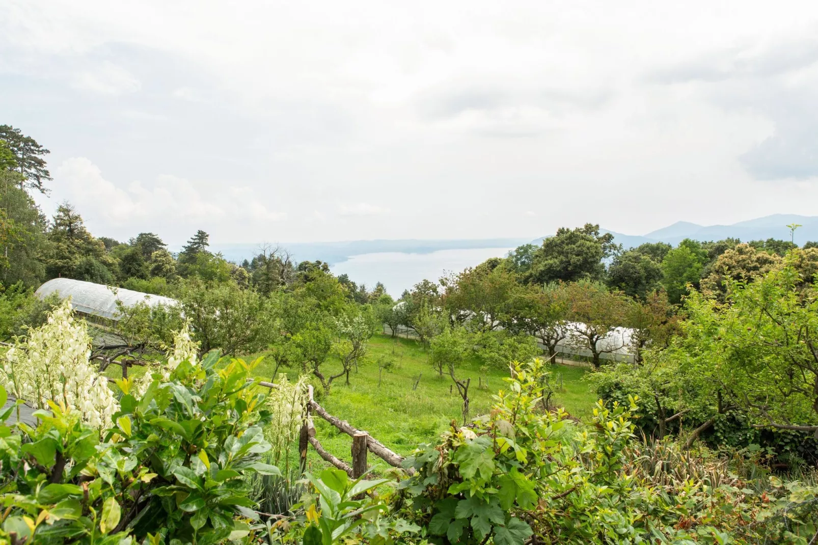 Ginestra-View summer
