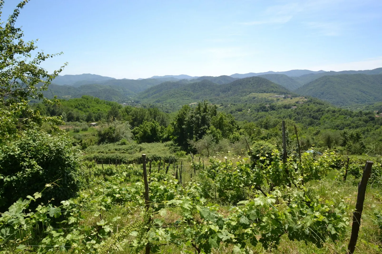 Angie-Areas summer 5km