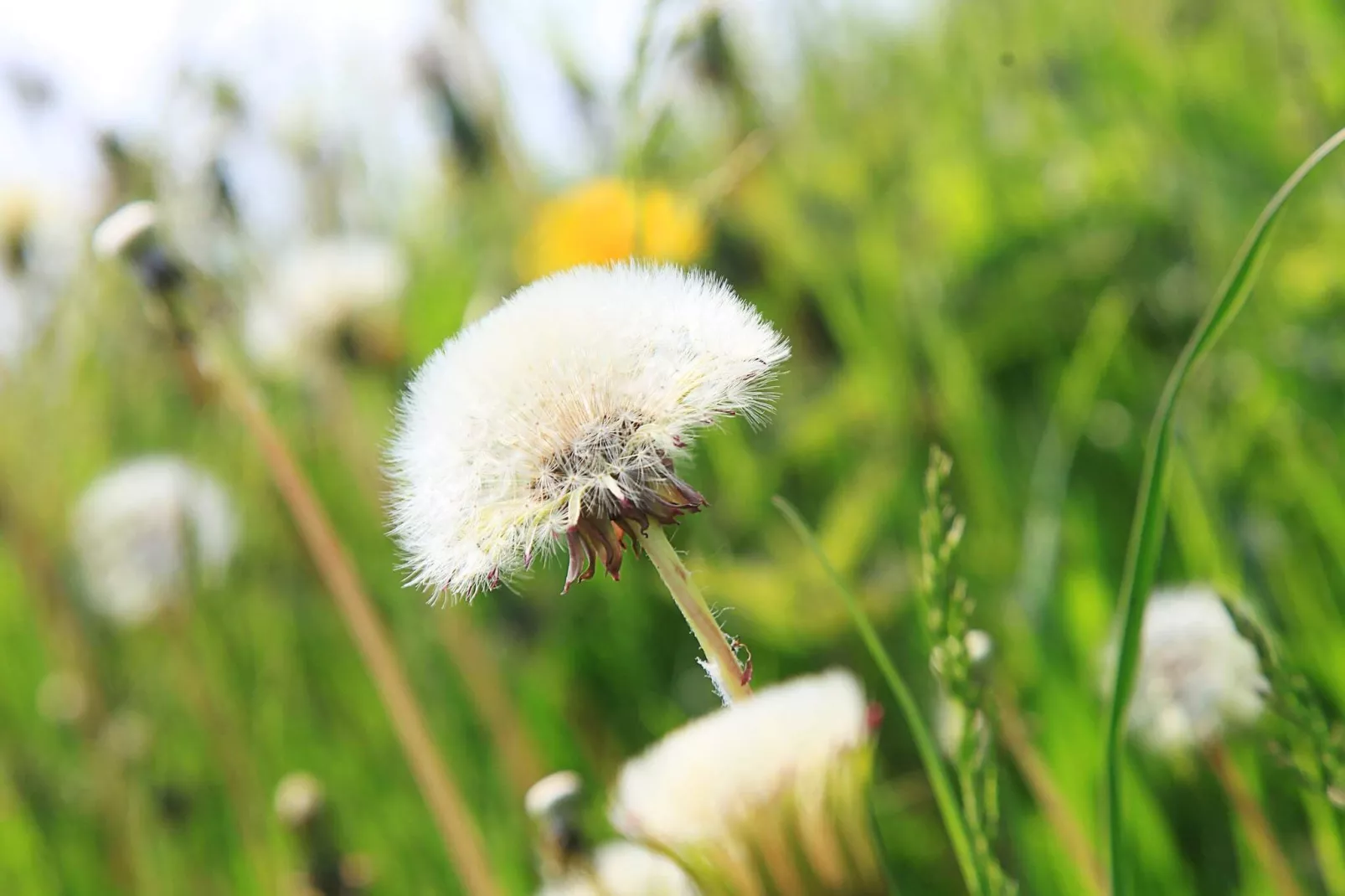 10 Personen Ferienhaus in Haderslev-By Traum