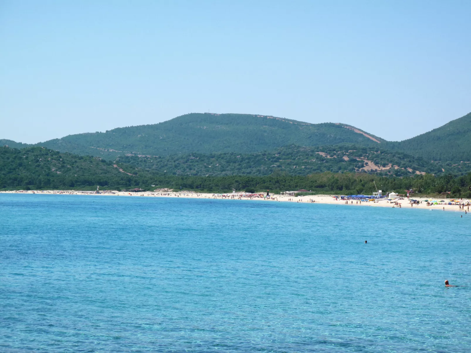 Eucalipto-Area