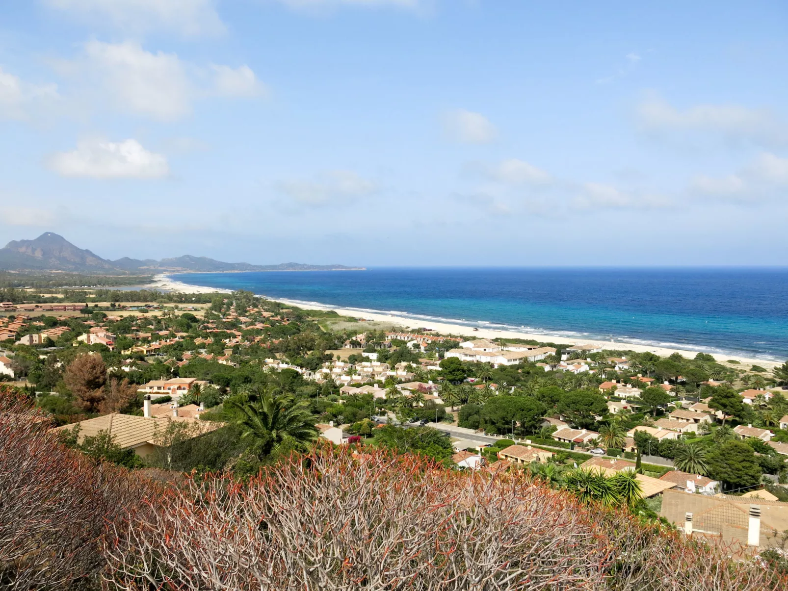 Eucalipto-Area