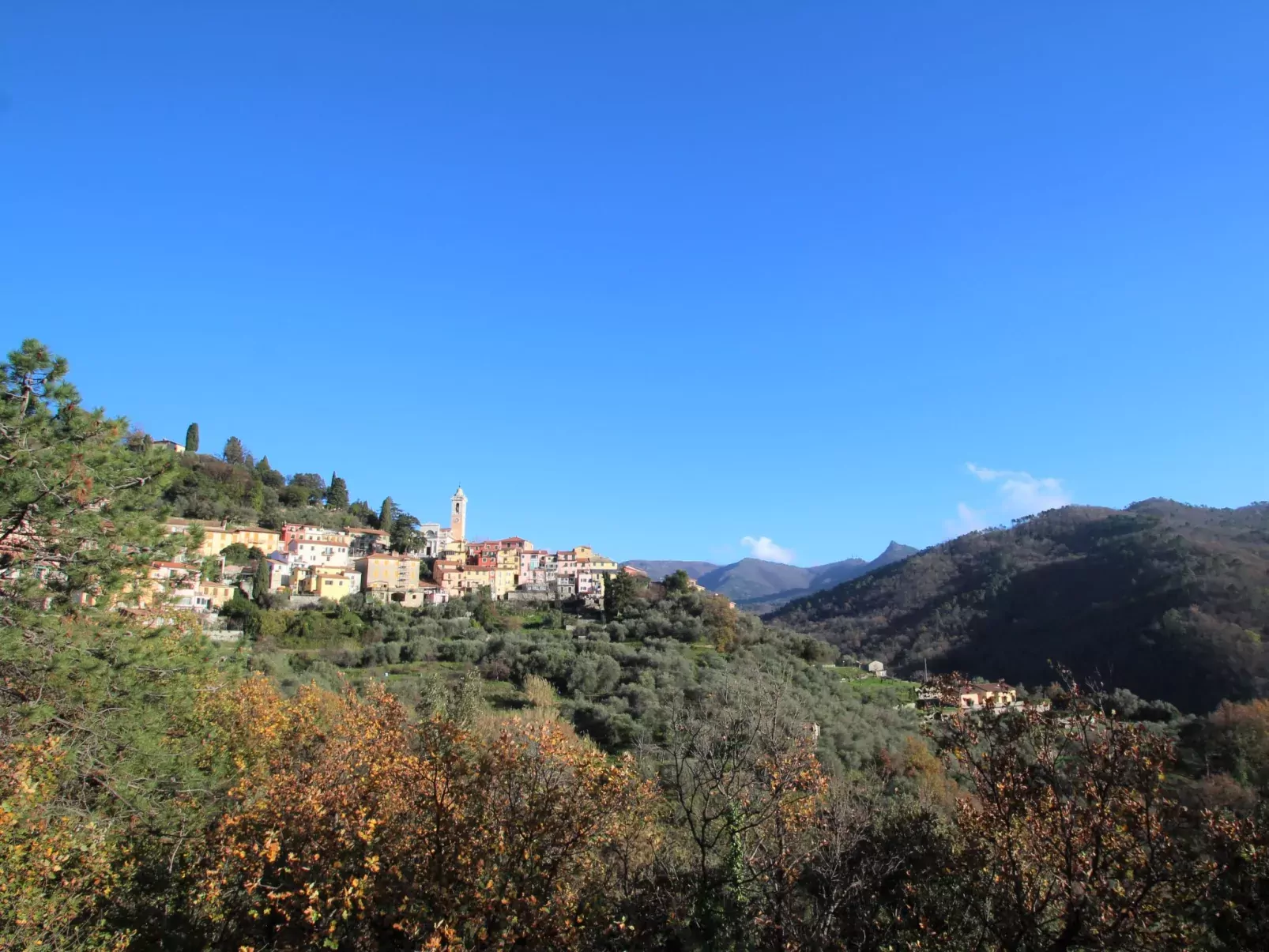 Ciliegiolo-Area