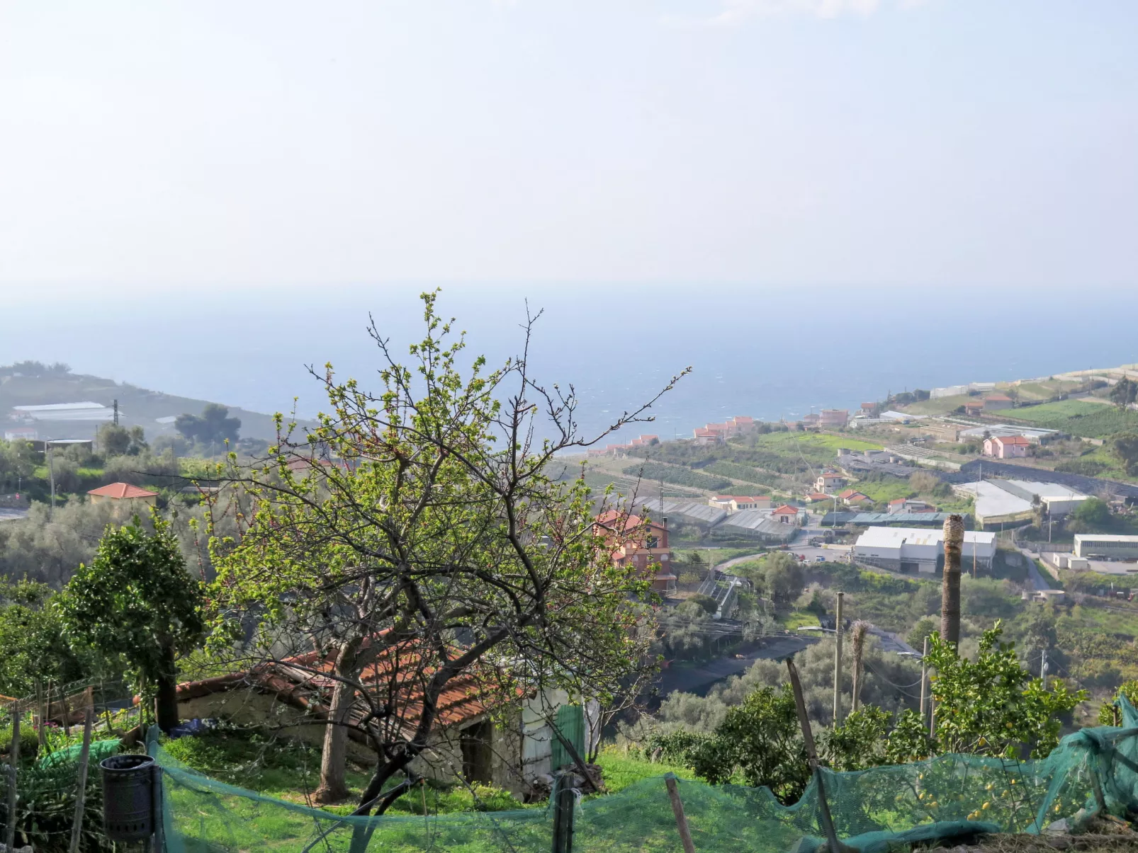 Mimosa-Area