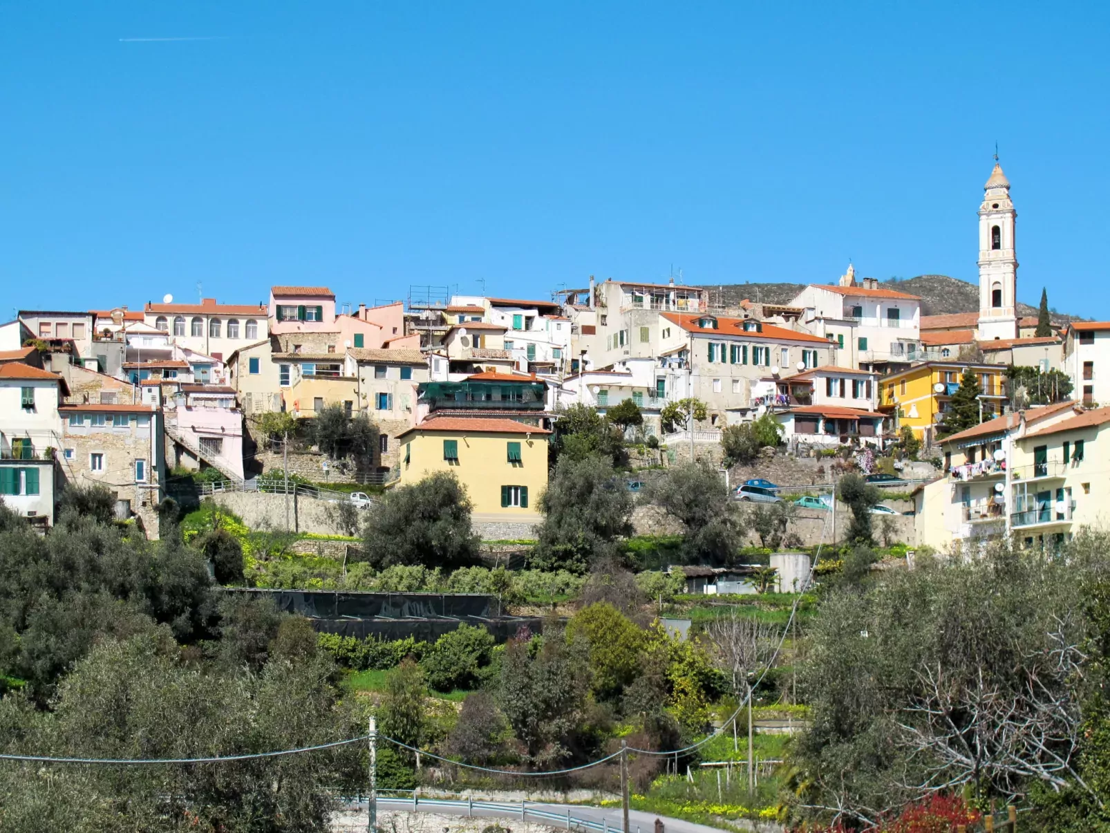 Ruscus-Area
