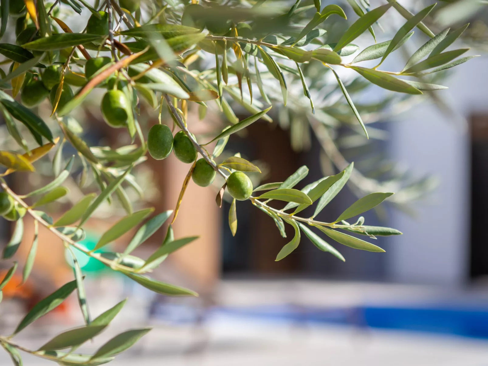 Old Olive III-Outside