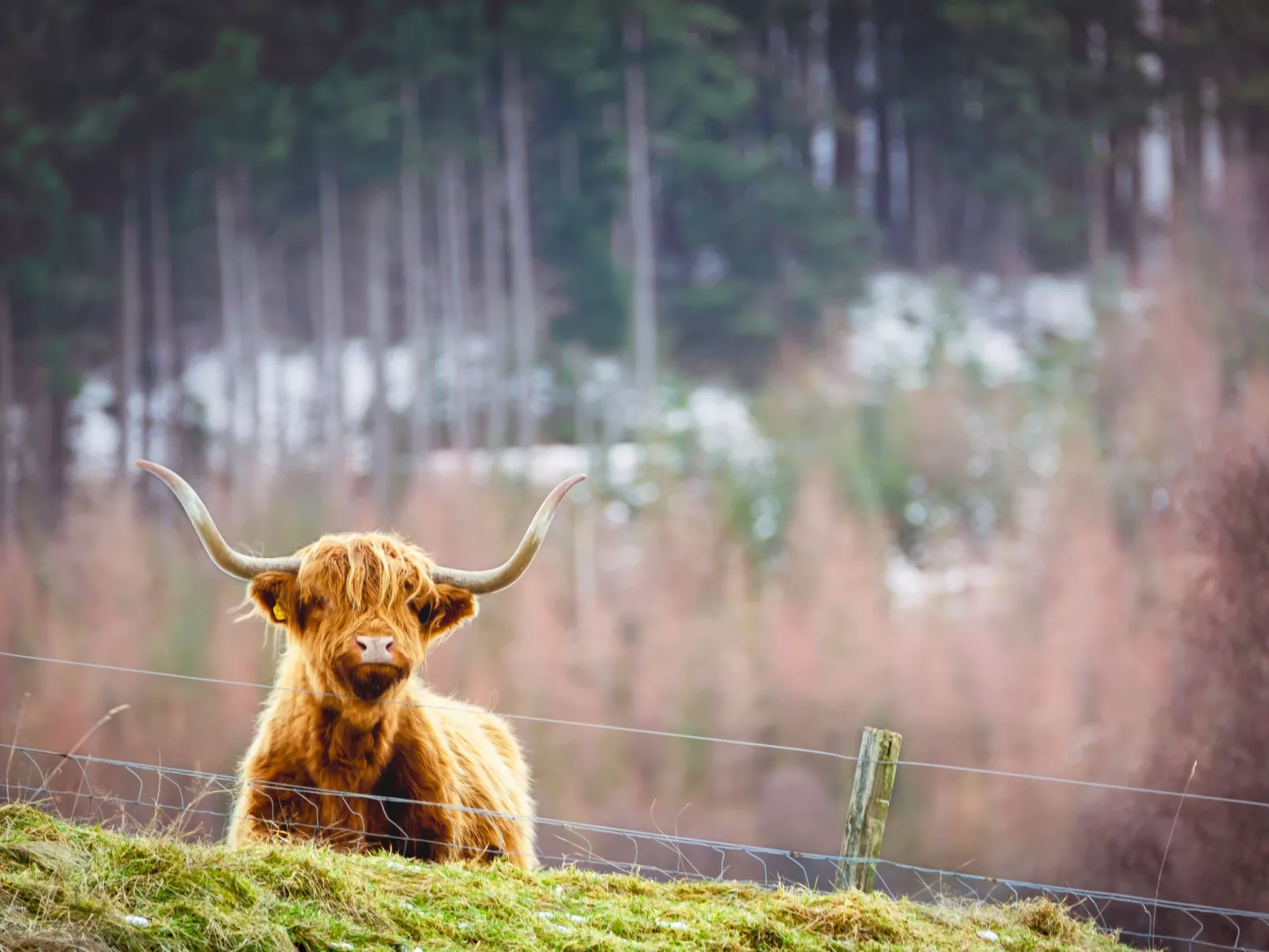 Affric 3-Environnement