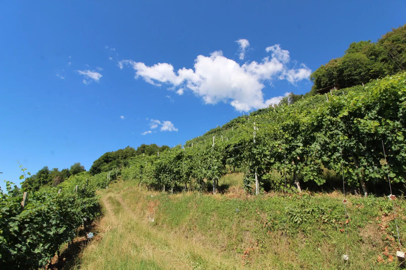 Riva dei Tor-View summer