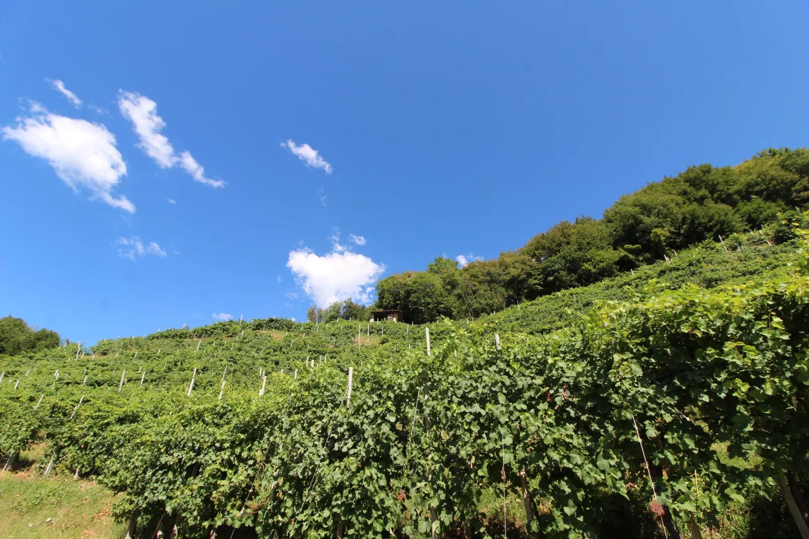 Riva dei Tor-View summer