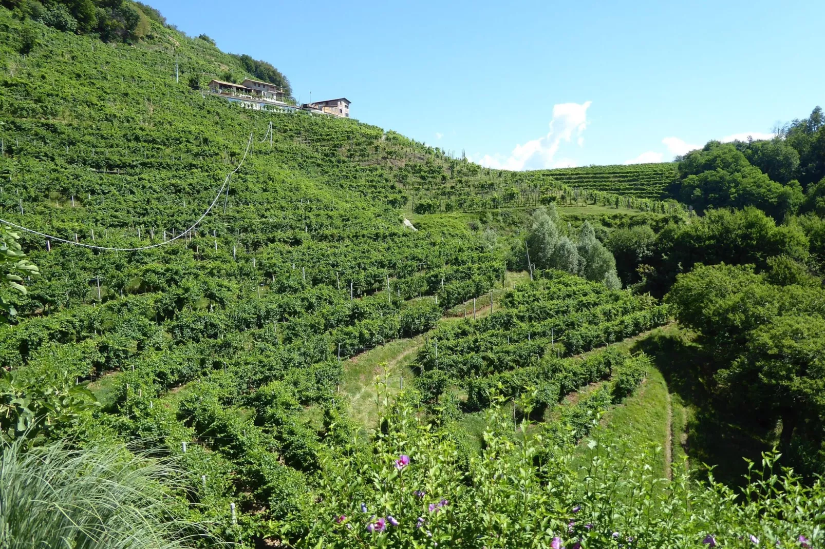 Riva dei Tor-View summer