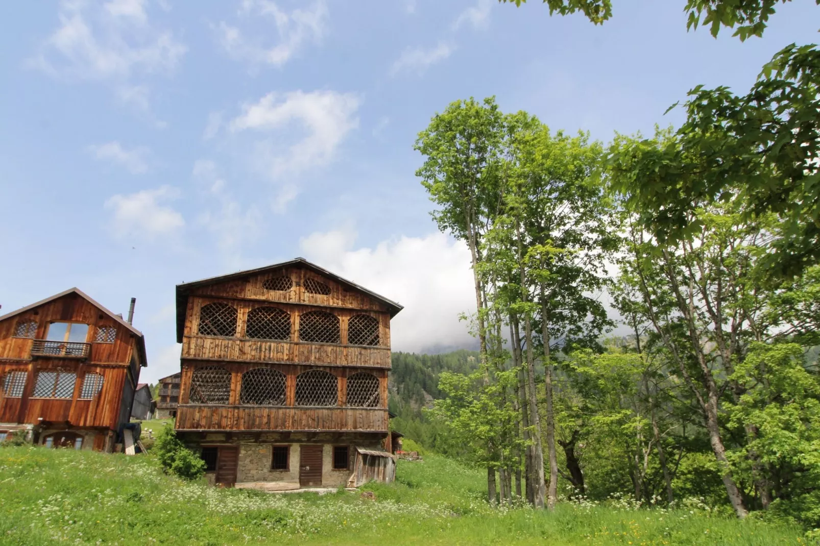 CASA OLLI