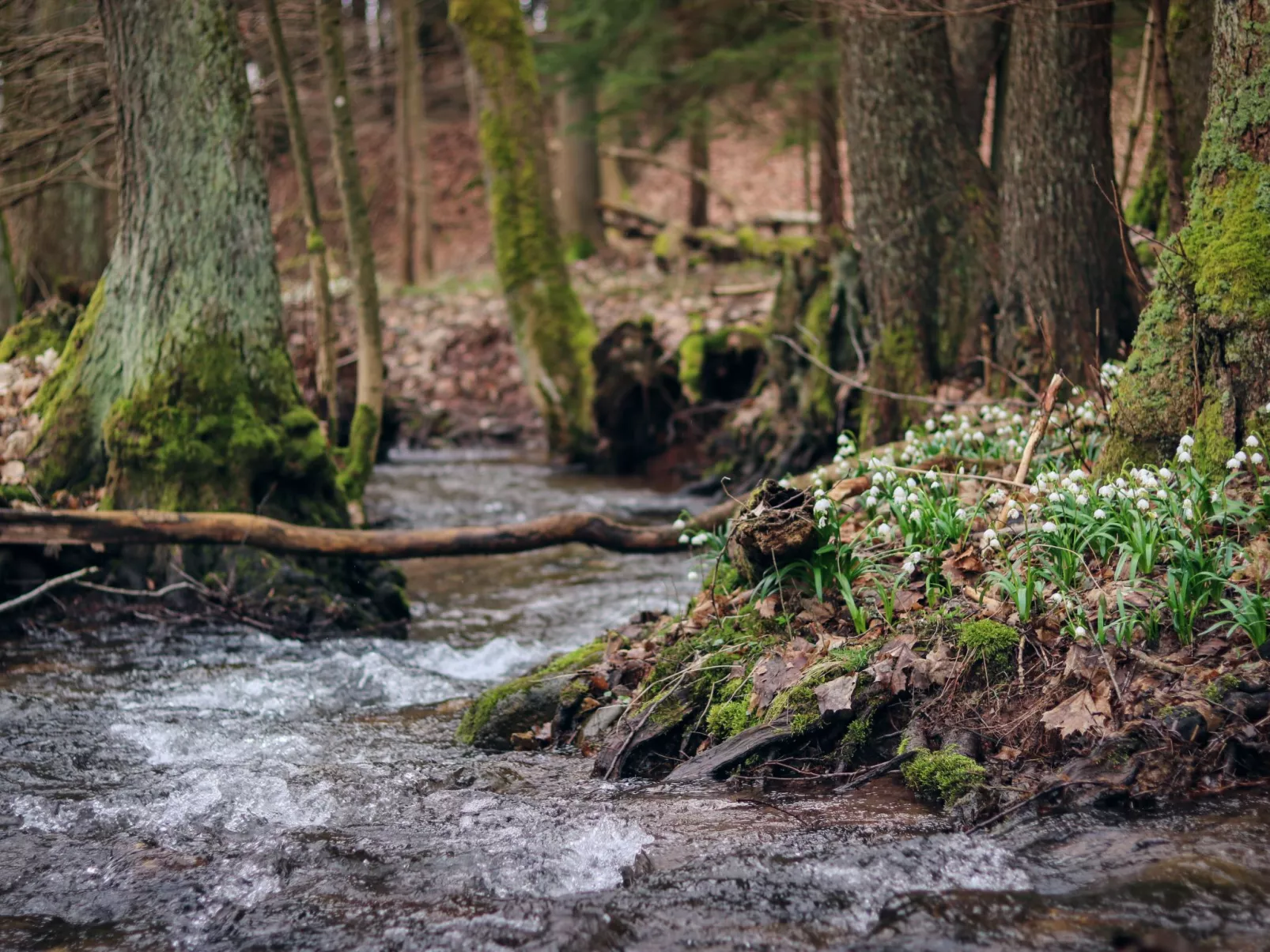Lesní plovárna-Environnement