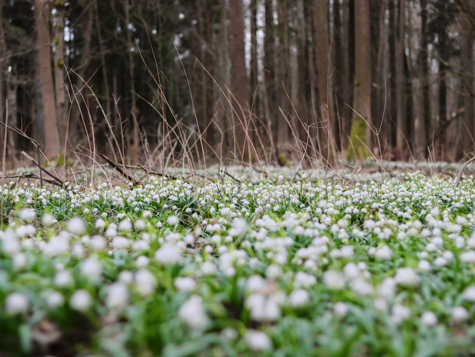 Lesní plovárna-Environnement