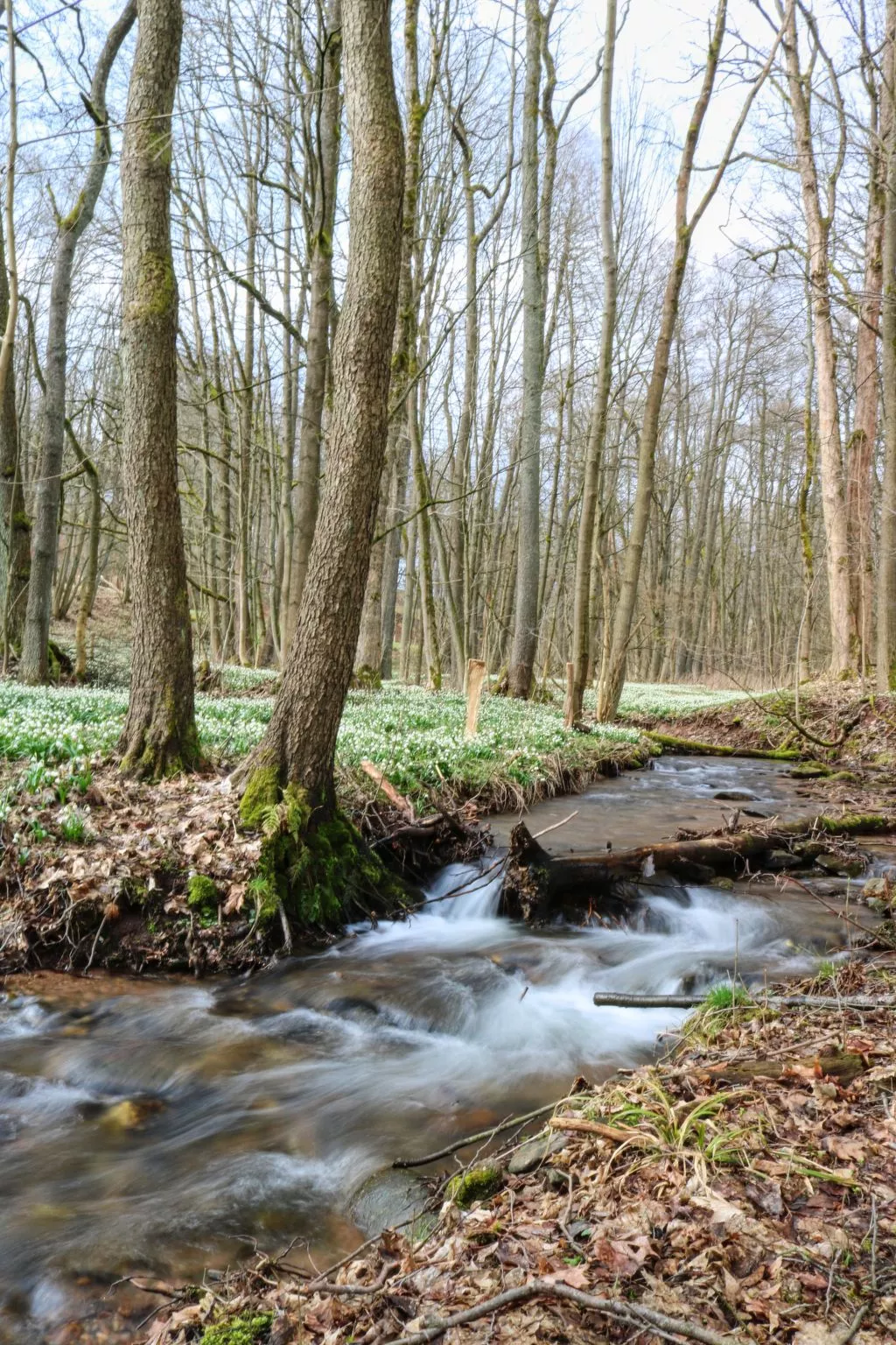 Lesní plovárna-Environnement