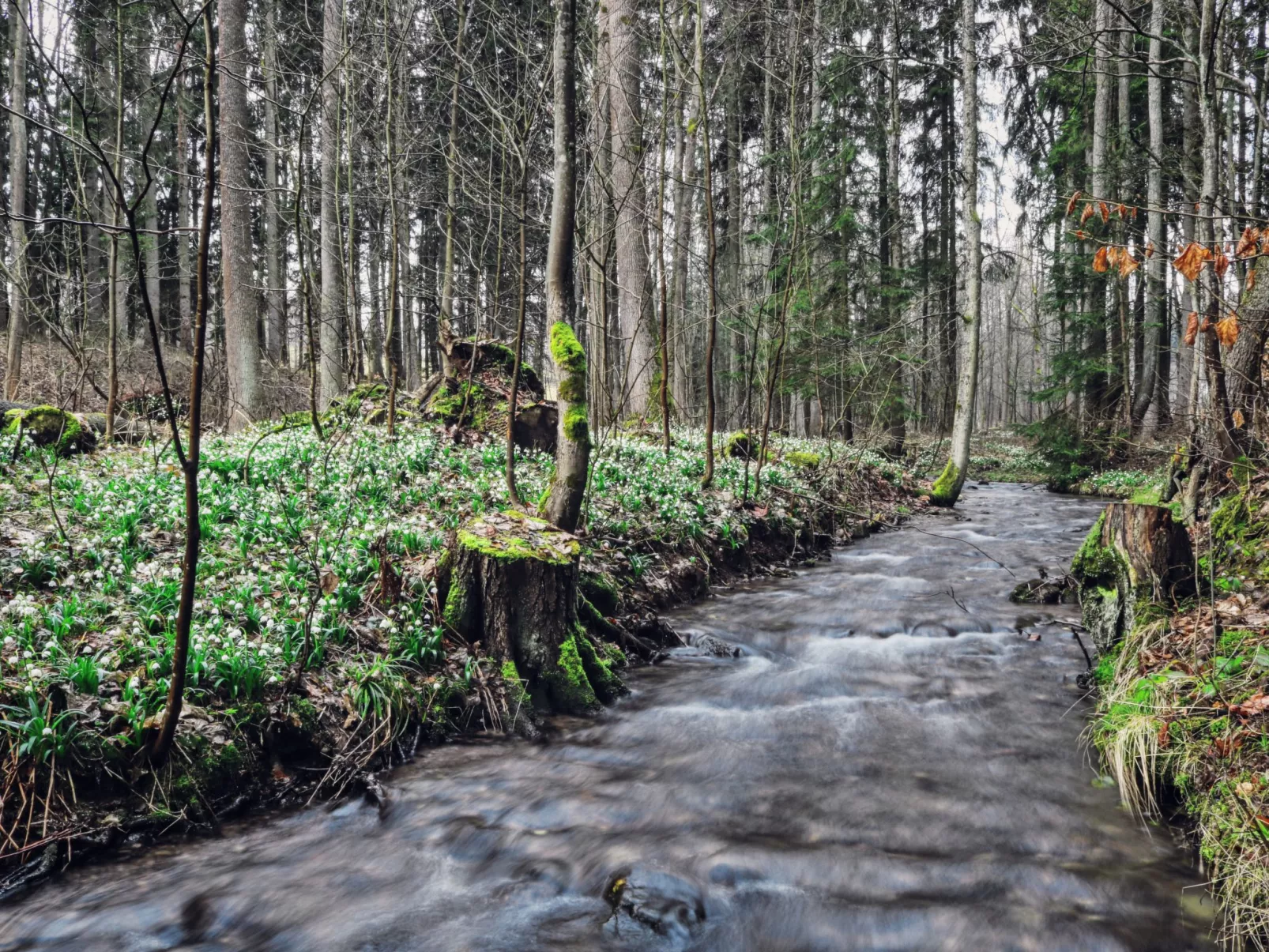 Lesní plovárna-Environnement