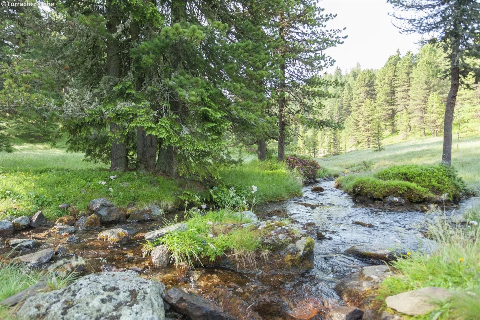 Alpenpark Turrach 14-Areas summer 1km