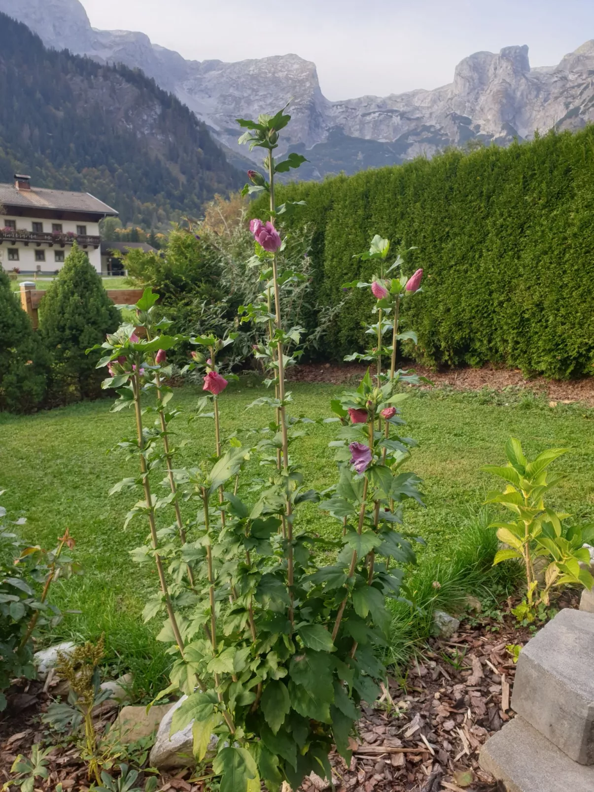 Edelweiss-Draußen