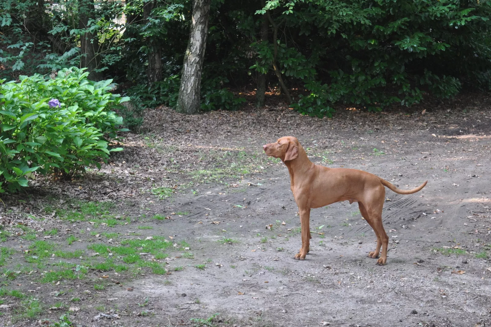 Dorpswoning In het Bos-Atmosphere