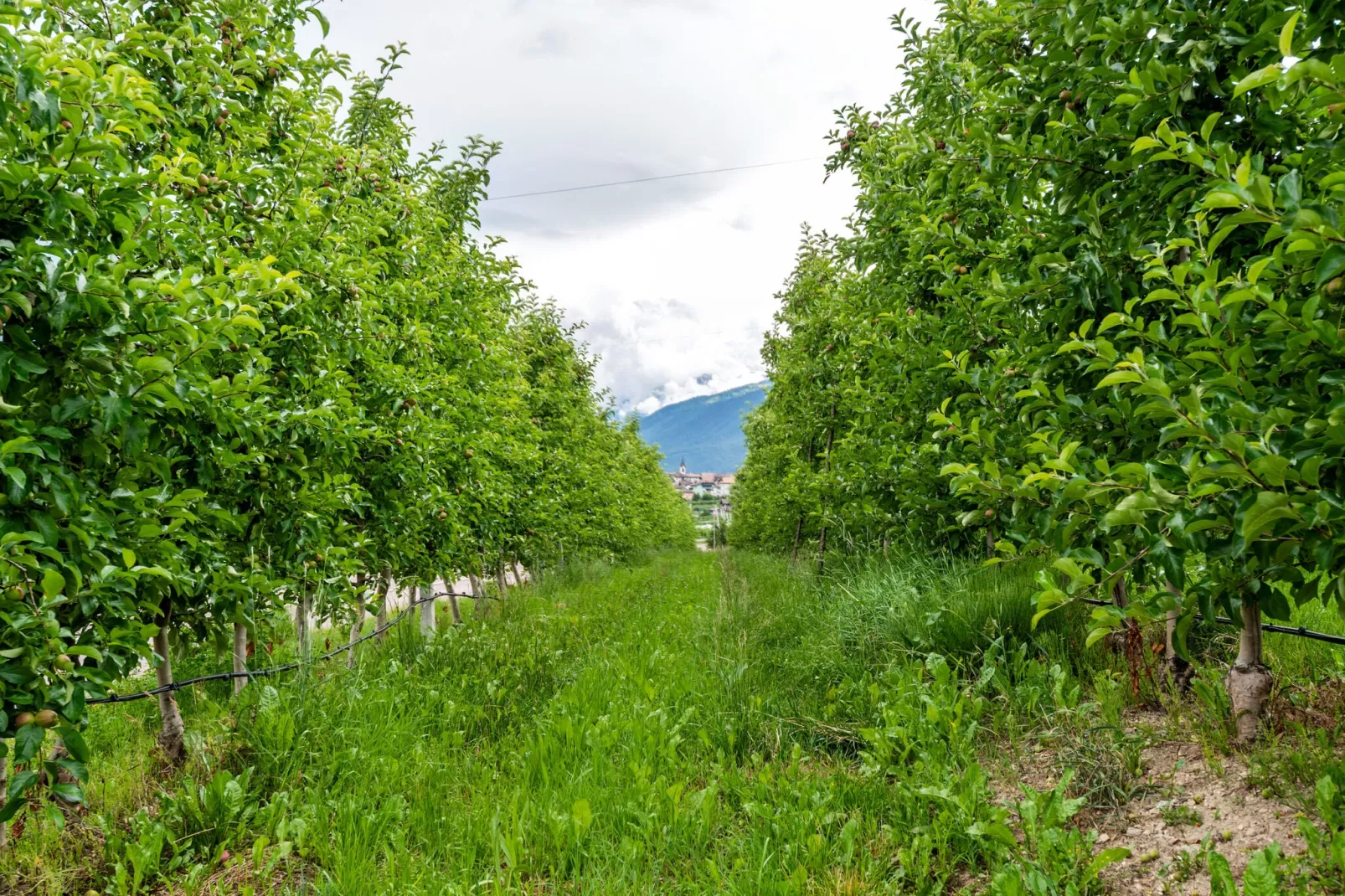 Golden Delicious-Aussicht Sommer