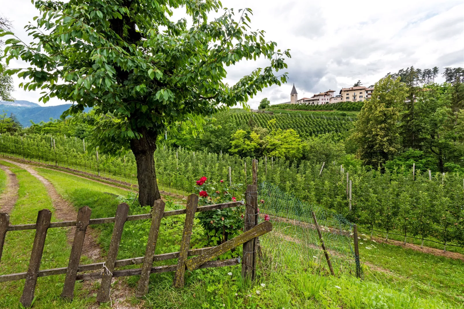Golden Delicious-Gebiete Sommer 1 km